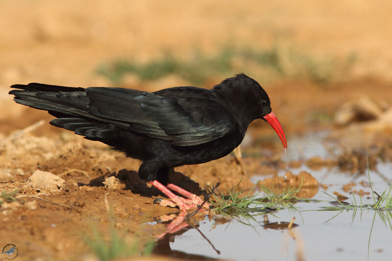 Red-billed Chough