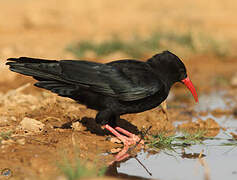 Red-billed Chough