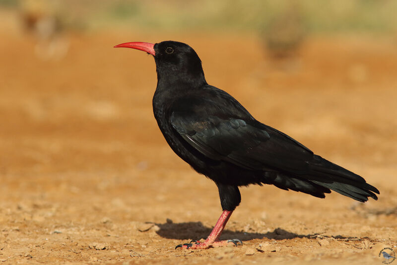 Red-billed Choughadult