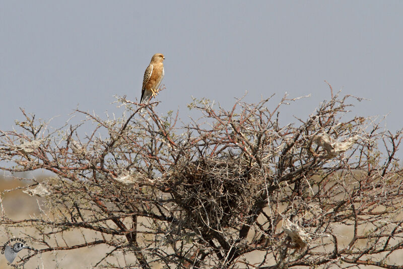 Greater Kestreladult, identification