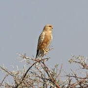 Greater Kestrel