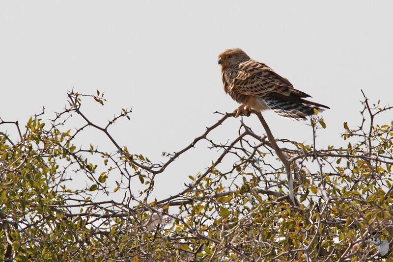 Greater Kestreladult, identification