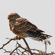 Greater Kestrel