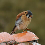 American Kestrel