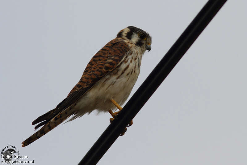 American Kestrel female adult, identification