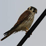 American Kestrel