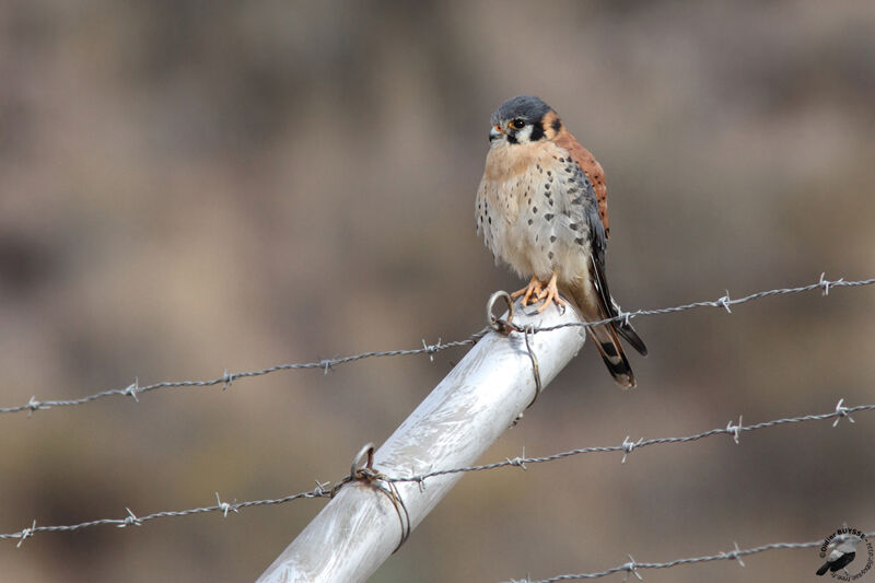 American Kestrel male adult, identification