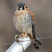 American Kestrel