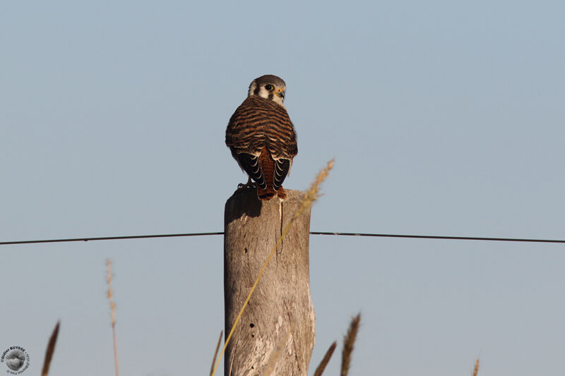 American Kestrel female adult, identification