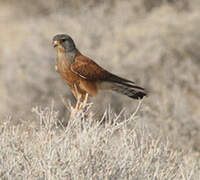 Rock Kestrel