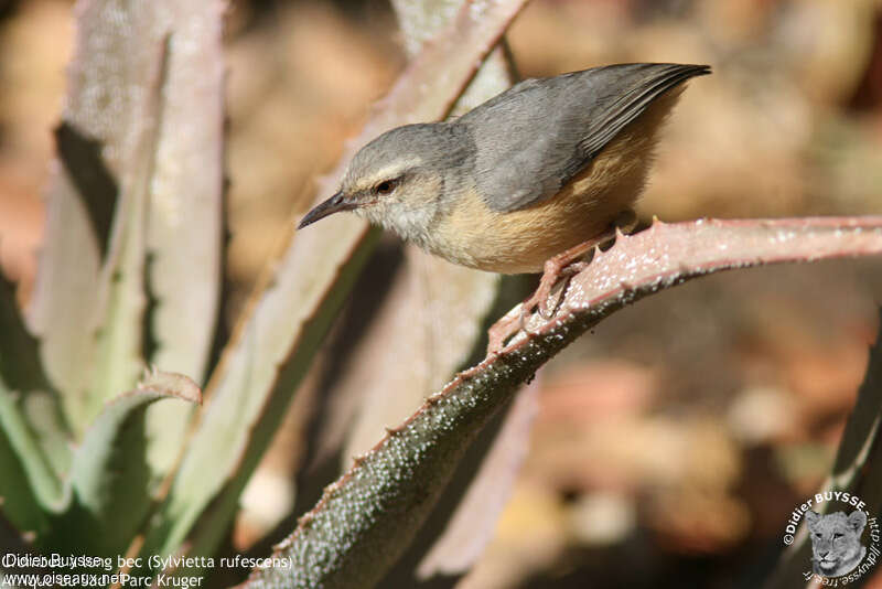 Long-billed Crombecadult, identification