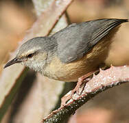 Long-billed Crombec