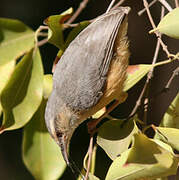 Long-billed Crombec