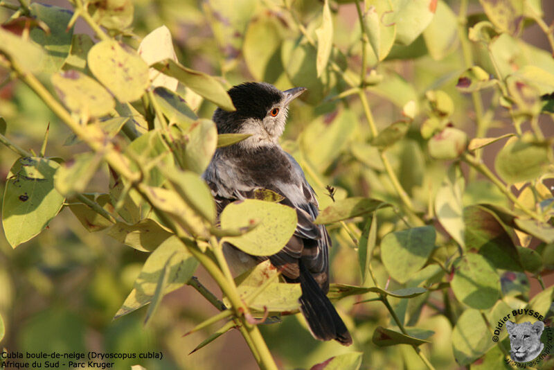 Black-backed Puffback female