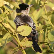Black-backed Puffback