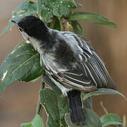 Black-backed Puffback