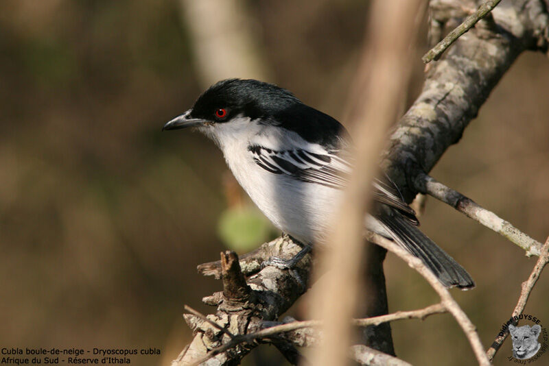 Black-backed Puffbackadult, identification