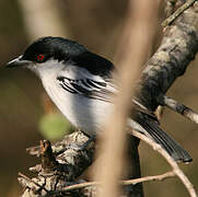 Black-backed Puffback