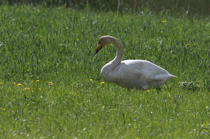 Cygne chanteuradulte, identification, marche, mange