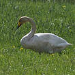 Cygne chanteur