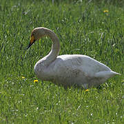 Whooper Swan