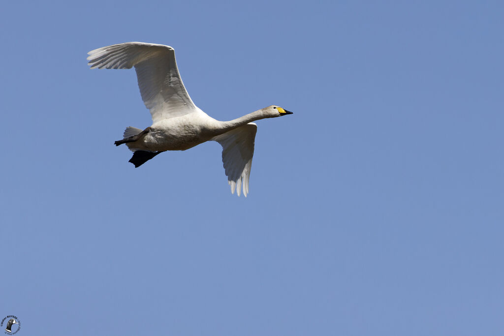 Cygne chanteuradulte, Vol