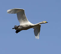 Cygne chanteur