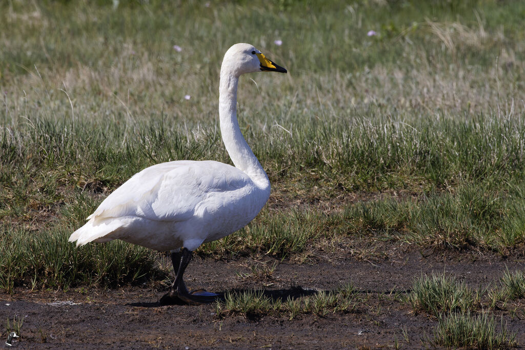 Cygne chanteur