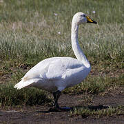 Whooper Swan