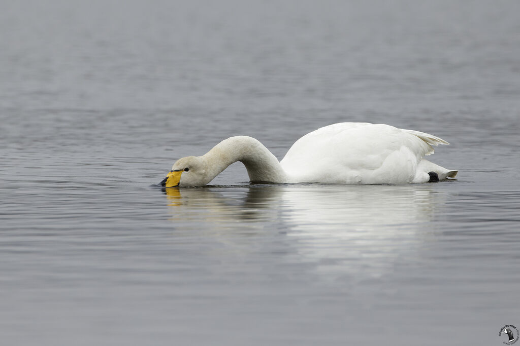 Cygne chanteur