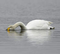 Whooper Swan