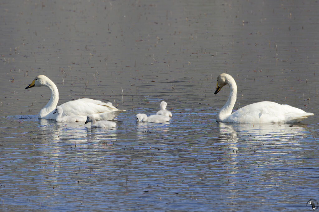 Cygne chanteur, nage, Nidification