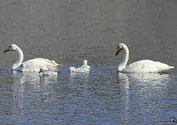 Whooper Swan