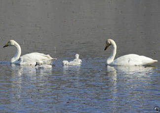 Cygne chanteur