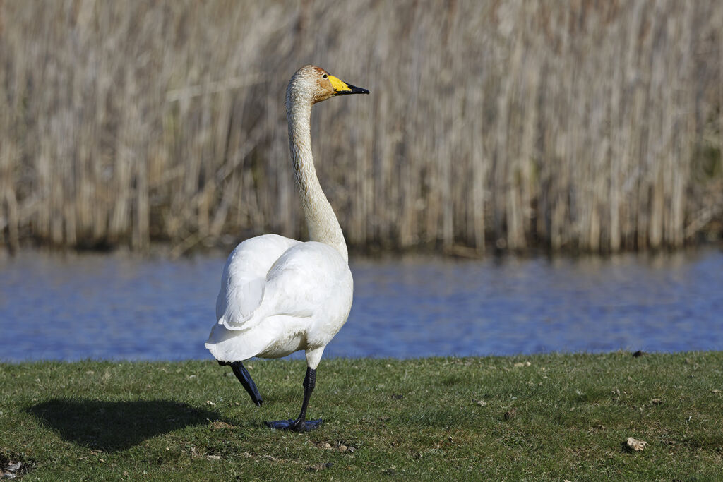 Whooper Swanadult