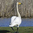 Cygne chanteur