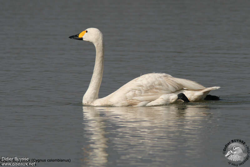 Tundra Swanadult, identification, pigmentation, swimming