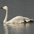 Cygne de Bewick