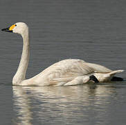 Cygne de Bewick