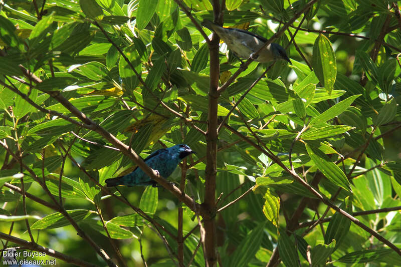 Dacnis à pattes noiresadulte, habitat, pêche/chasse