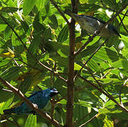 Dacnis à pattes noires