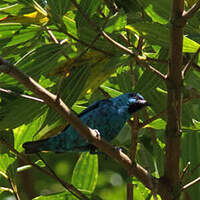 Dacnis à pattes noires