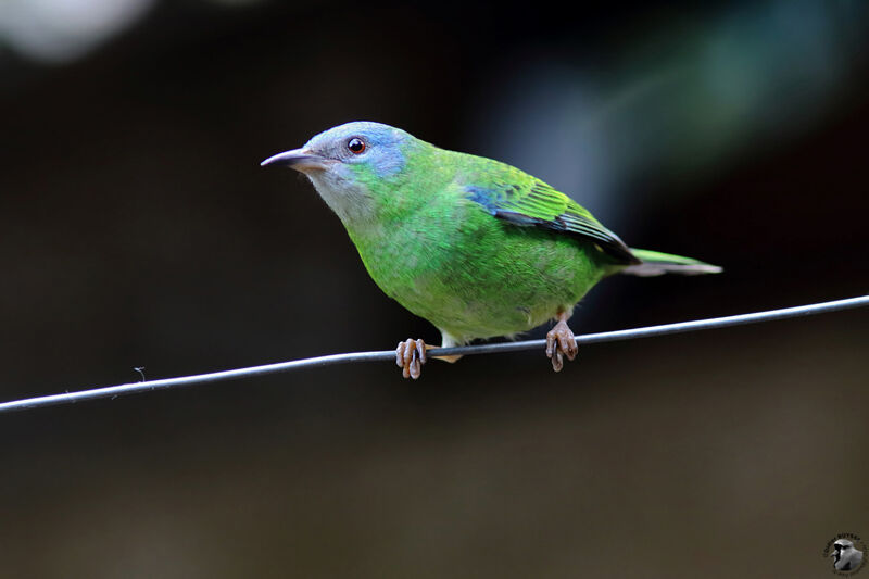 Dacnis bleu femelle adulte, identification