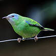 Dacnis bleu