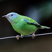 Blue Dacnis