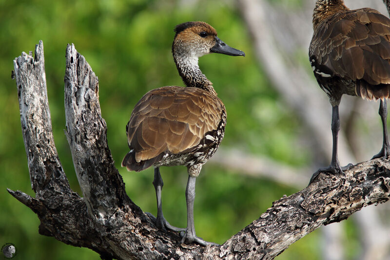 Dendrocygne des Antilles, habitat