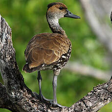 Dendrocygne des Antilles