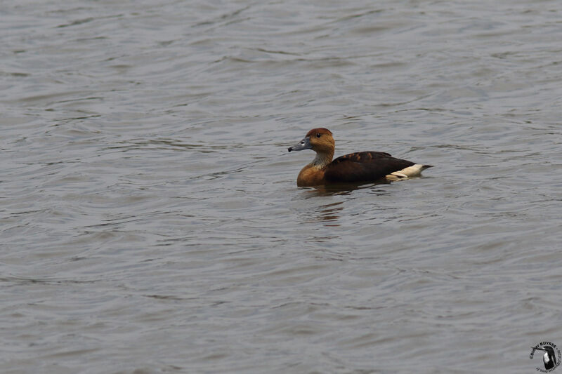 Fulvous Whistling Duckadult, identification