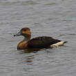 Dendrocygne fauve