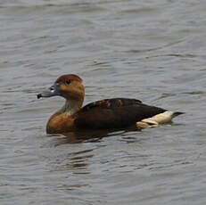 Dendrocygne fauve